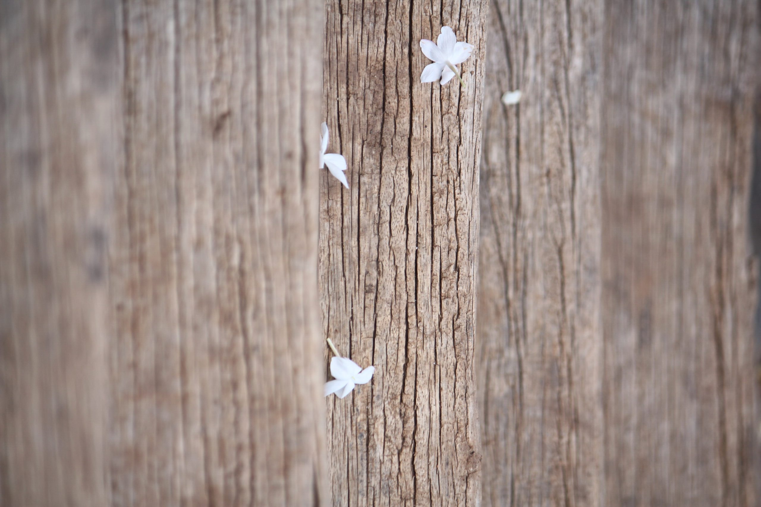 splintered wood plank